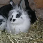 Erlebnishof Katthusen Apartamento *