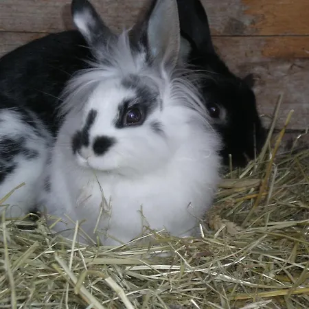 Erlebnishof Katthusen Appartement *